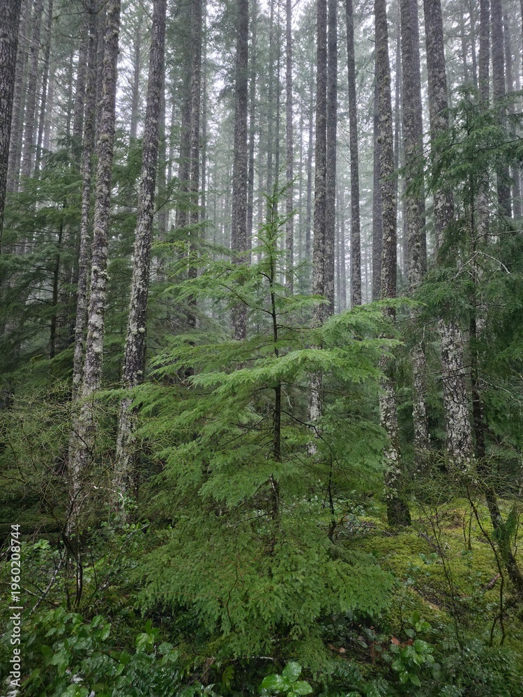 Fototapeta premium Beautiful evergreen trees in isolated forest - Gifford Pinchot National Forest, Washington, USA