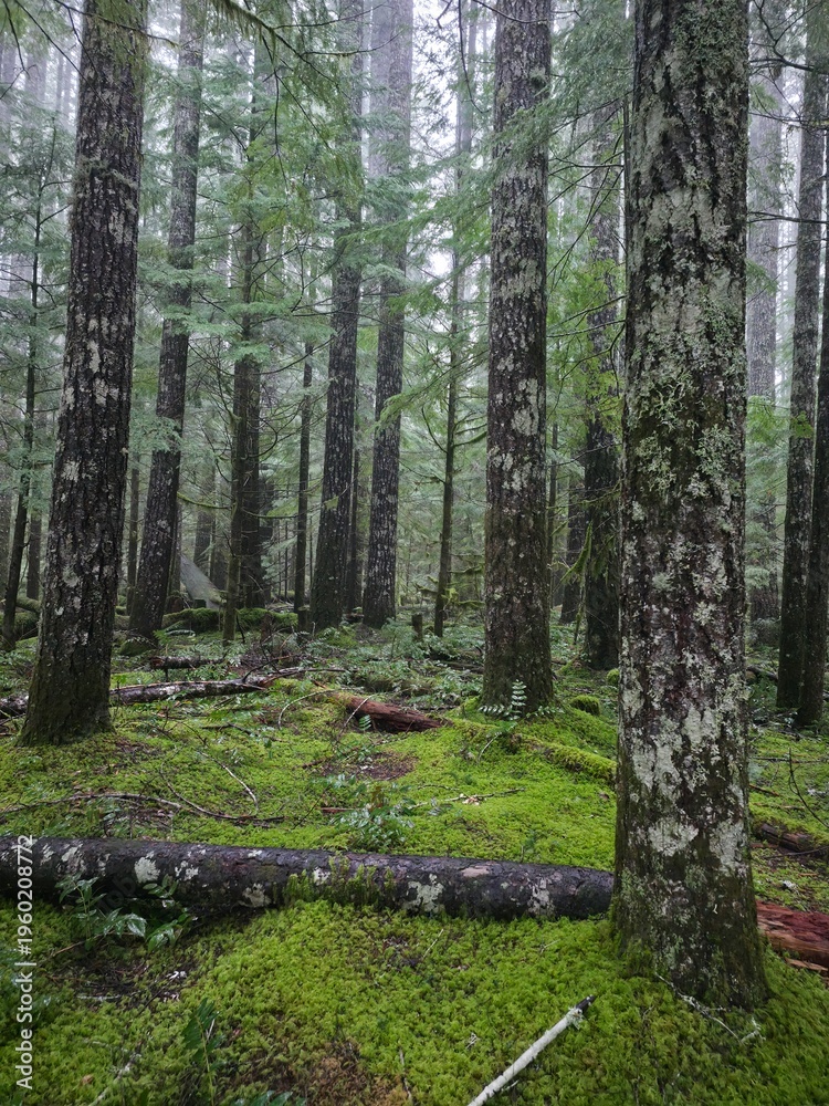 Naklejka premium Beautiful evergreen trees in isolated forest - Gifford Pinchot National Forest, Washington, USA