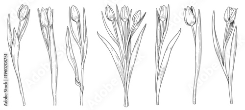 engraving tulips