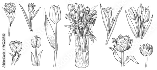engraving tulip bouquets