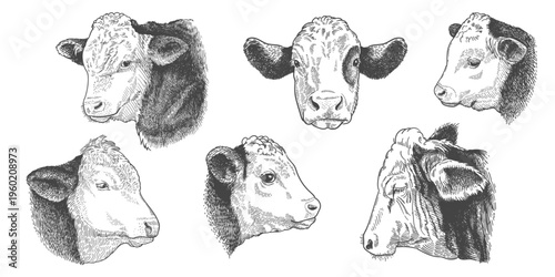 engraving cow heads