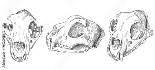 engraved snow leopard skull