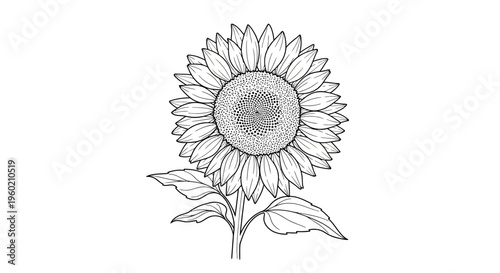 Detailed black and white line art illustration of a sunflower with stem and leaves, hand-drawn botanical element isolated