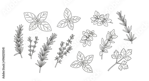 Aromatic Kitchen Herbs Line Art Collection. Outline illustration set of basil, rosemary, thyme, and parsley for culinary use.
