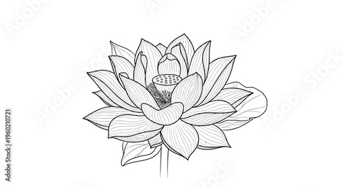 Beautiful lotus flower line art drawing, botanical illustration for design, wellness, meditation, and tranquility.