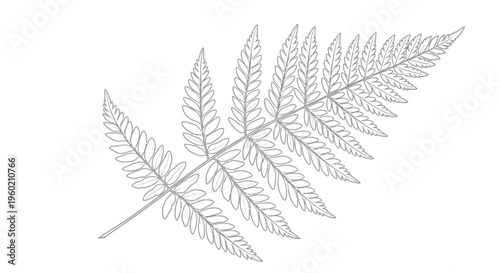 Detailed fern frond line art illustration. Botanical outline drawing of a natural plant leaf, perfect for design elements, patterns, and coloring books.