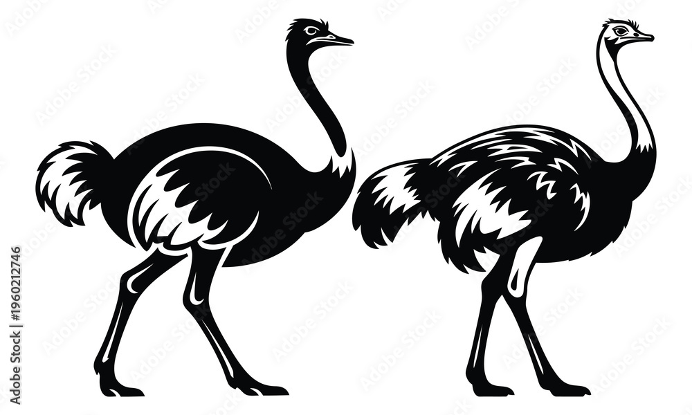 Fototapeta premium ostrich vector illustration