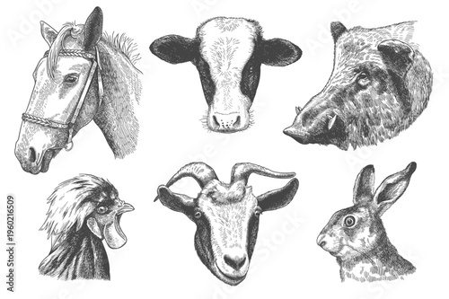 engraving farm animals head