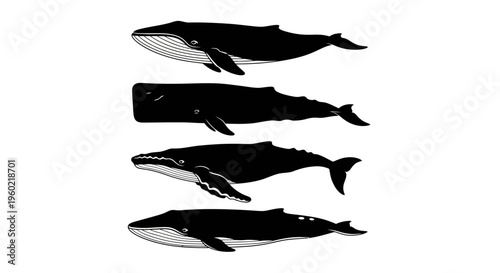 Black and white whale silhouettes, various marine mammal species