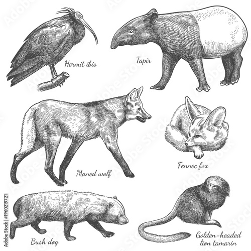 engraving_wild_animals_set