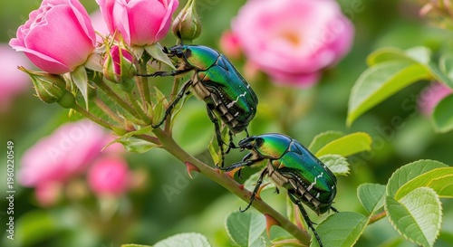 Rose chafer beetles on pink roses in a garden.