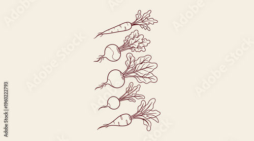 Beetroot botanical illustration featuring leaves in vintage line art style, stacked vertically for an elegant garden display