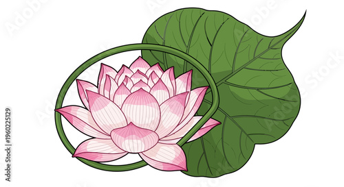 Pink lotus flower in bloom.
