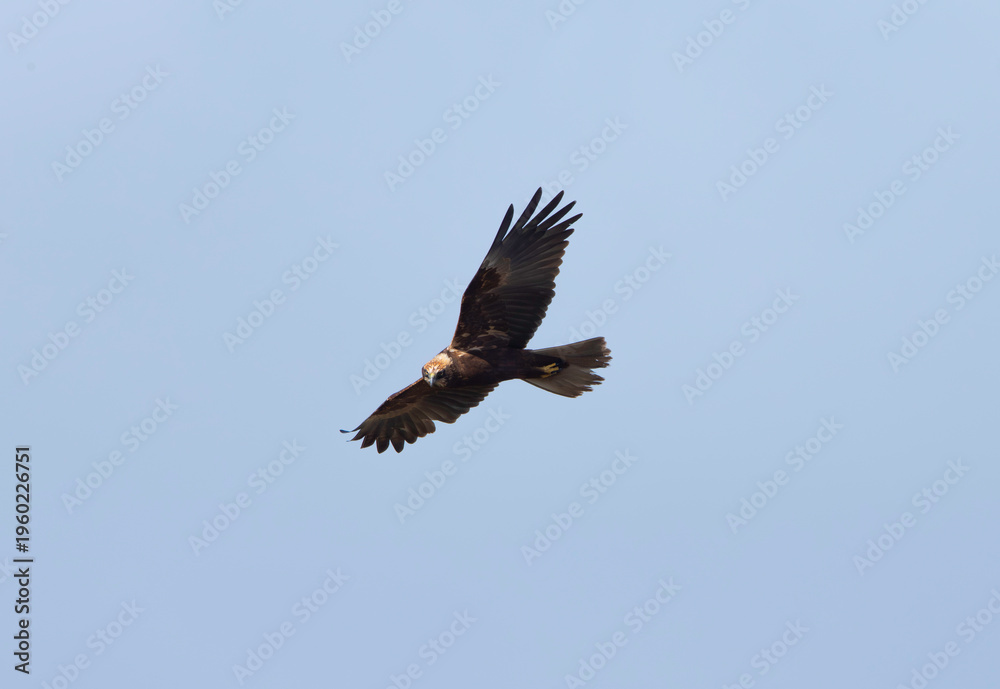 Fototapeta premium A male marsh harrier in flight.
