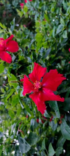 Vibrant Red Hibiscus Flower Blooming in Tropical Garden Nature