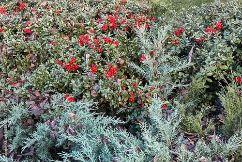 Botanical foliage with red berries, natural textured backdrop for design
