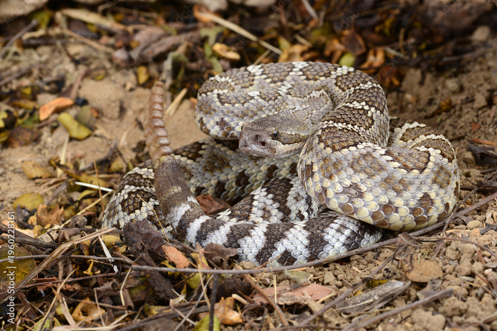 Fototapeta premium Southern Pacific Rattlesnake (Crotalus helleri).