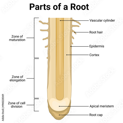 Educational diagram of parts of a root with labeled root structures in clean flat design style