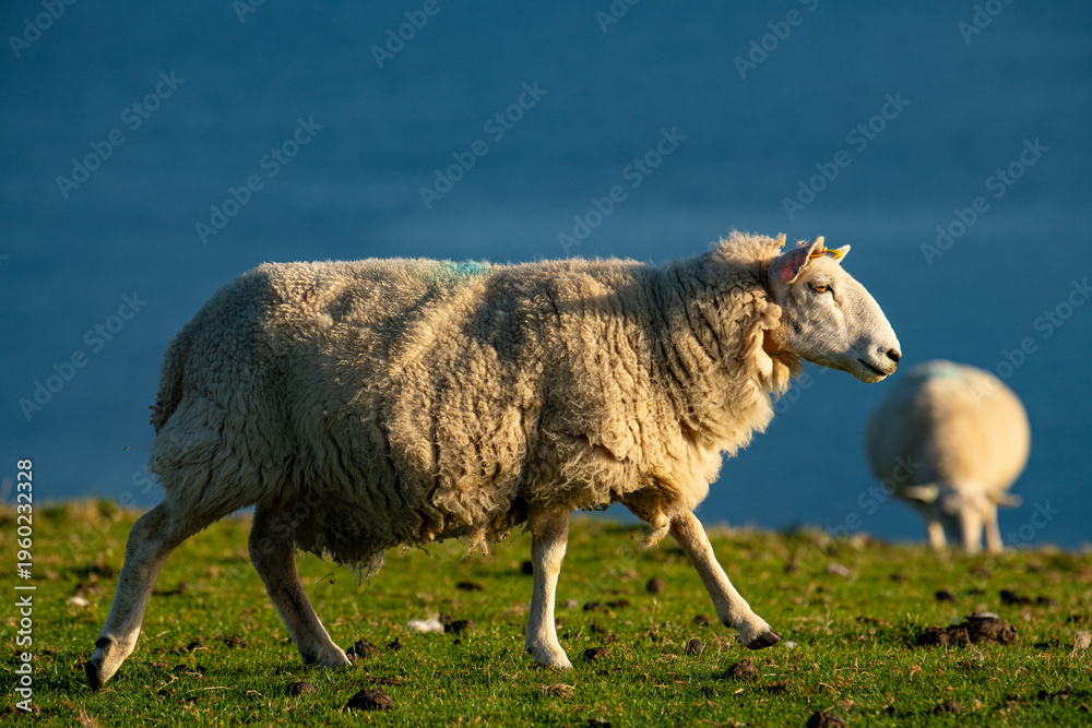 Ταπετσαρία sheep in the field