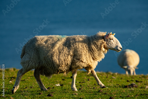 Obraz na plátně sheep in the field