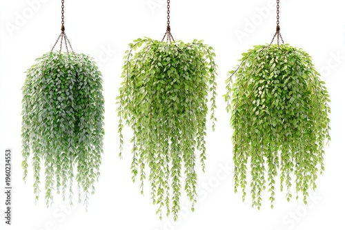 Three hanging baskets overflowing with cascading, vibrant green foliage against a white backdrop
