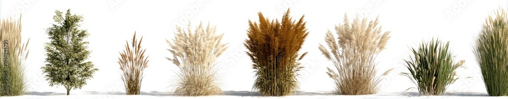 Fototapeta premium A row of diverse ornamental grasses and small trees, isolated on white