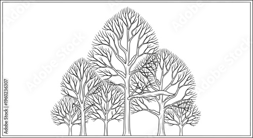 Vector Black and White Line Art Illustration of Leafless Deciduous Trees with Bare Branches. Nature Forest Outline Drawing for Design.