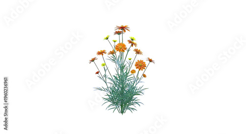 Orange and Yellow Cosmos Flowers on White Background
