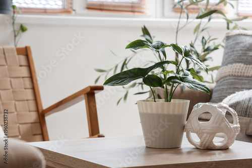 Green plant with decor on t...