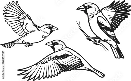 Set of vector illustrations featuring bird silhouettes like the flying eagle, hawk, and raven with detailed wings and feathers for wildlife art or tattoo drawings