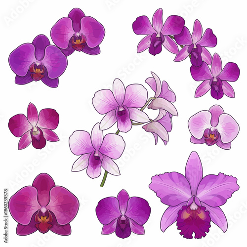 A vibrant collection of purple and pink orchid flower illustrations, showcasing various tropical bloom arrangements and individual petals, perfect for elegant design projects