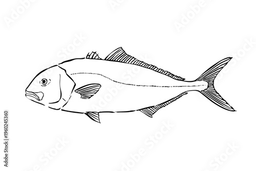 Greater amberjack fish ink brush illustration side view simple line art vector