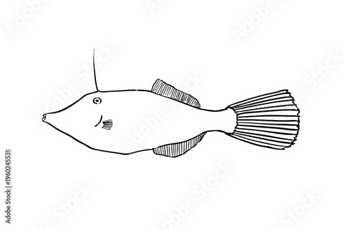 Unicorn filefish ink brush illustration fish line art