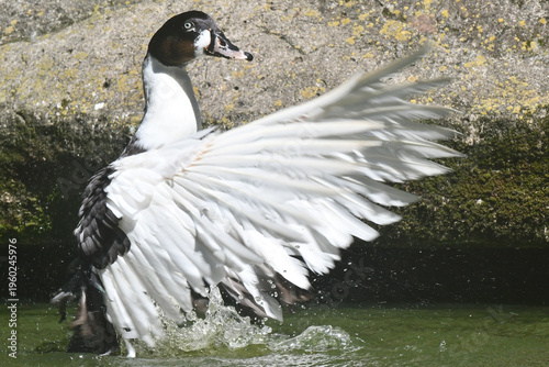 Wallpaper Mural Uma linda marreca dando um show de beleza tomando banho no lago do Museu da República - Palácio do Catete - RJ Torontodigital.ca