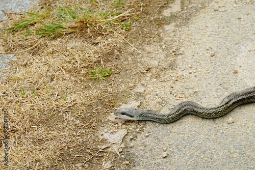 遭遇したヘビ