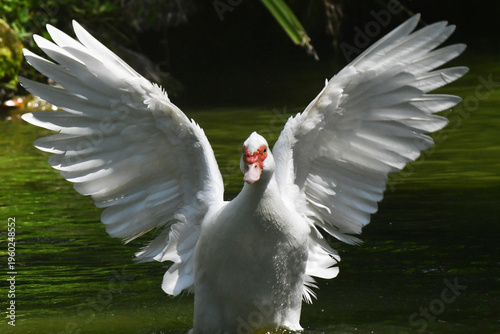 Wallpaper Mural Uma linda marreca dando um show de beleza tomando banho no lago do Museu da República - Palácio do Catete - RJ Torontodigital.ca