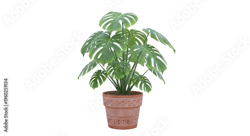 Monstera Deliciosa in Decorative Terracotta Pot