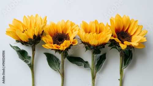 Four Vibrant Sunflowers Displayed in a Row on a White Background.