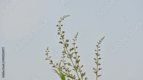 Vitex negundo plant flower. Its other name Chinese chaste tree, five-leaved chaste tree, horseshoe vitex, nisinda and Nirgundi. It is a large aromatic shrub. It is an Ayurvedic medicine.