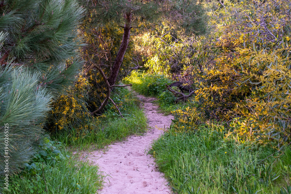 Fototapeta premium Winding dirt path through a green forest with puddles