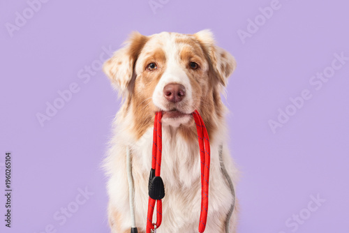 Cute Australian Shepherd do...