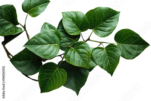 Green leaves on a branch presenting fresh organic growth, natural foliage, and sustainability with a transparent background