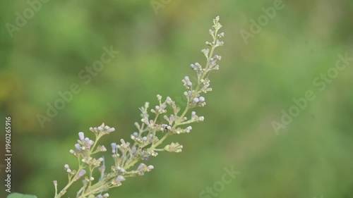 Vitex negundo plant flower. Its other name Chinese chaste tree, five-leaved chaste tree, horseshoe vitex, nisinda and Nirgundi. It is a large aromatic shrub. It is an Ayurvedic medicine.