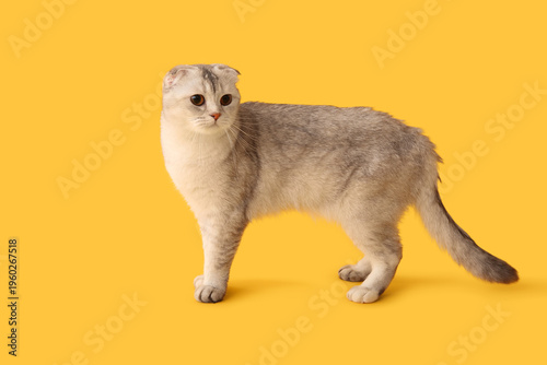 Cute Scottish fold cat on y...