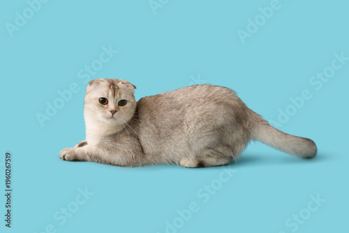 Cute Scottish fold cat lyin...