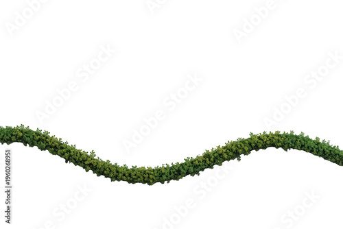 Green liana vine with lush tropical foliage hanging in a curve, featuring fresh leaves on a transparent background