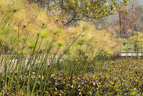 Papyrus plants (Cyperus papyrus) growing in pond at Bicentenario Park, Santiago, Chile