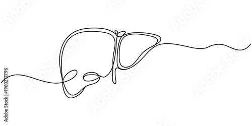 Human liver anatomy outline continuous one line drawing minimalist medical organ vector illustration. Liver anatomy human organ concept isolate. Editable stroke