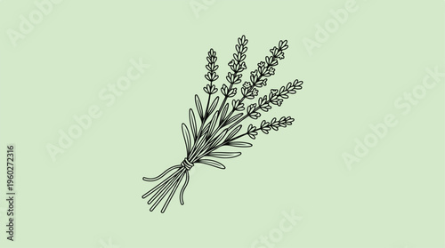 Bunch of lavender flowers.