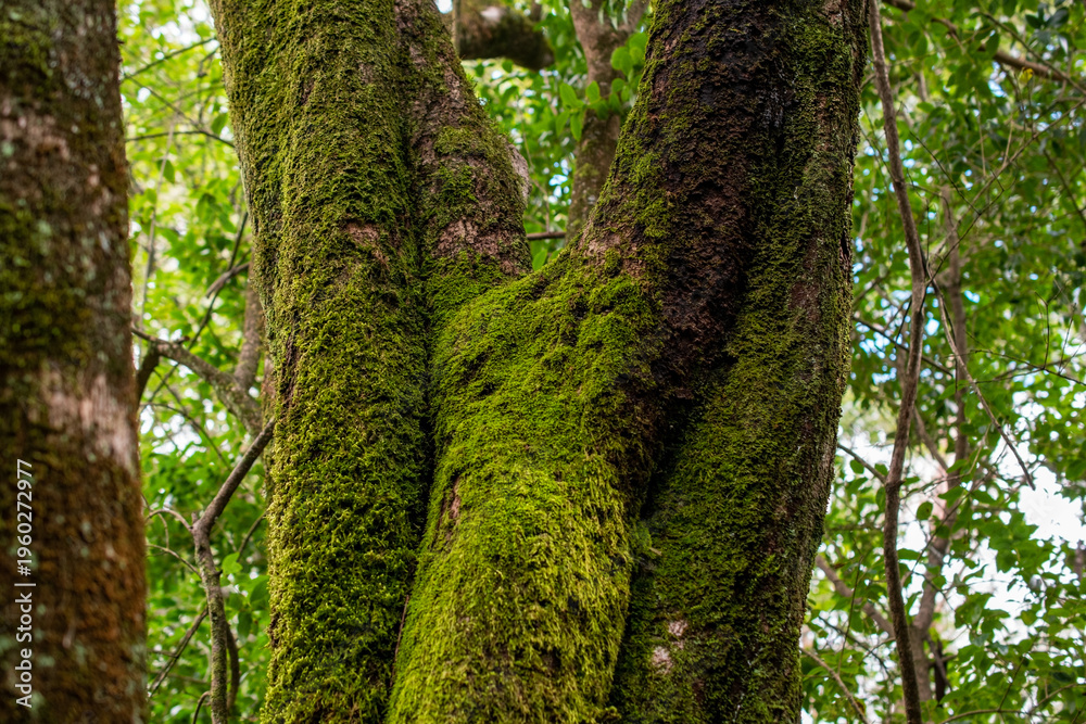Obraz premium Lush Green Moss on Tree Trunks in a Forest